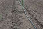 灌溉自动化灌溉澳洲坚果