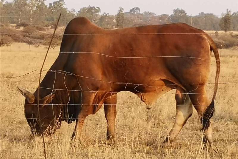 2 BRAHMAN CATTLE FOR SALE Cattle Livestock for sale in ...