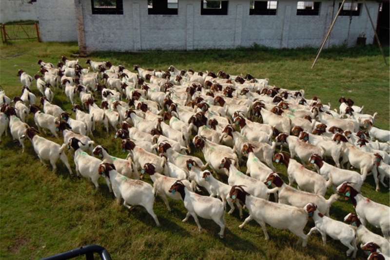 South African Boer Goats 