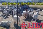 拍卖牲畜、绵羊、山羊
