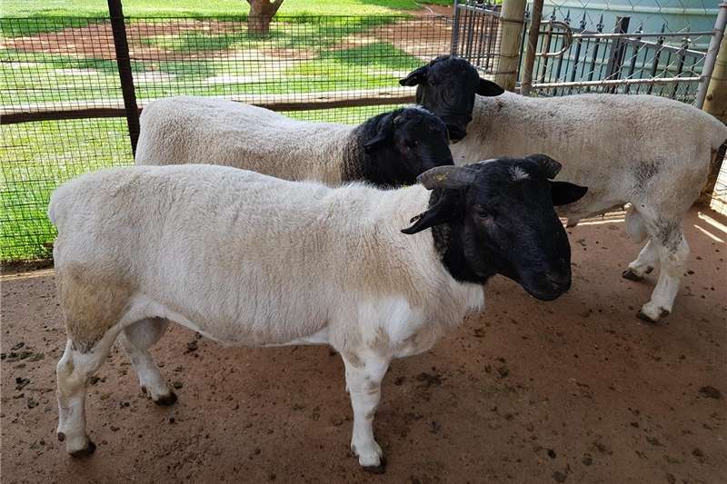 Stud Black Head Dorper Rams Sheep Livestock for sale in Gauteng | R 6 ...