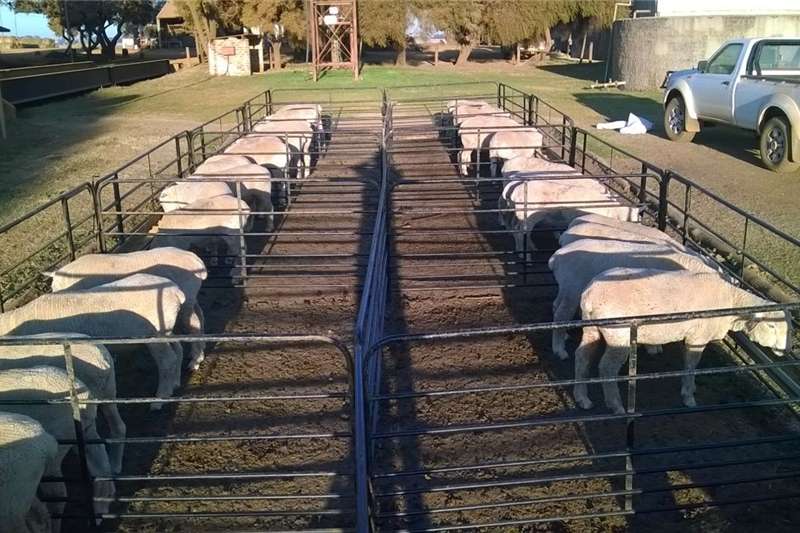 2019 Cattle and sheep handling equipment Farming Machinery Farm